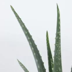 PLANT IN A BOX - Aloe vera - set de 4 - aloe barbadensis - hauteur 25-40cm - ⌀10,5cm