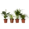 PLANT IN A BOX - Amical pour les animaux - set de 4 - pet friendy mix - hauteur 25-40cm - ⌀12cm