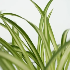 PLANT IN A BOX - Amical pour les animaux - set de 4 - pet friendy mix - hauteur 25-40cm - ⌀12cm