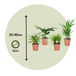 PLANT IN A BOX - Amical pour les animaux - set de 4 - pet friendy mix - hauteur 25-40cm - ⌀12cm