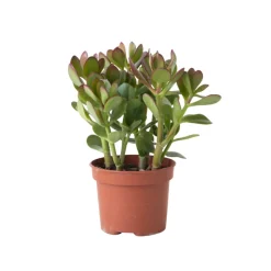 PLANT IN A BOX - Arbre à jade - crassula ovata - hauteur 15-25cm - ø12cm