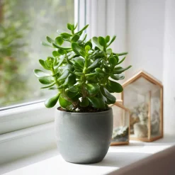 PLANT IN A BOX - Arbre à jade - crassula ovata - hauteur 15-25cm - ø12cm