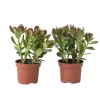 PLANT IN A BOX - Arbre à jade - lot 2 - crassula ovata - hauteur 15-25cm - ø12cm