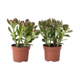 PLANT IN A BOX - Arbre à jade - lot 2 - crassula ovata - hauteur 15-25cm - ø12cm