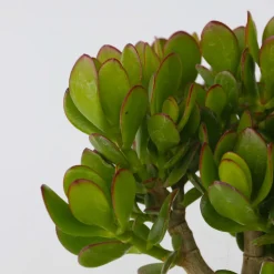 PLANT IN A BOX - Arbre à jade - lot 2 - crassula ovata - hauteur 15-25cm - ø12cm