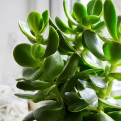 PLANT IN A BOX - Arbre à jade - lot 2 - crassula ovata - hauteur 15-25cm - ø12cm