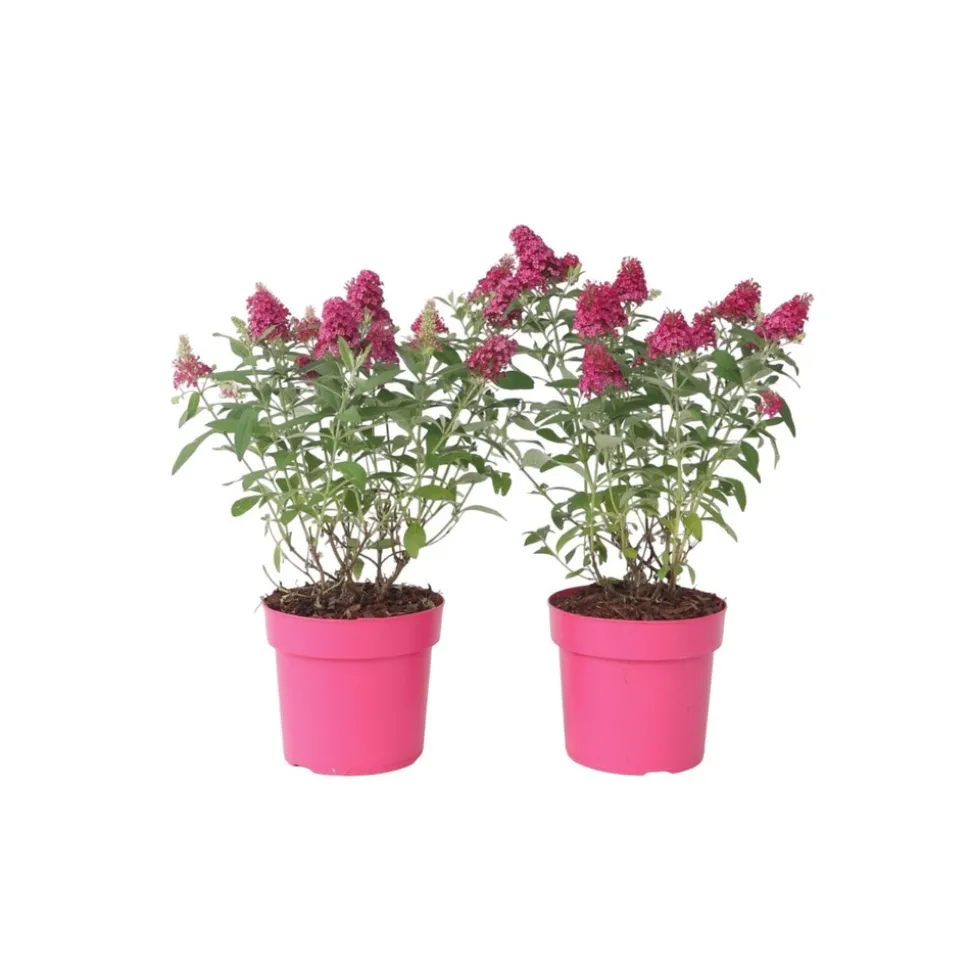 PLANT IN A BOX - Arbre à papillons - set de 2 - buddleja davidii 'candy' - h30-40cm - ⌀19cm
