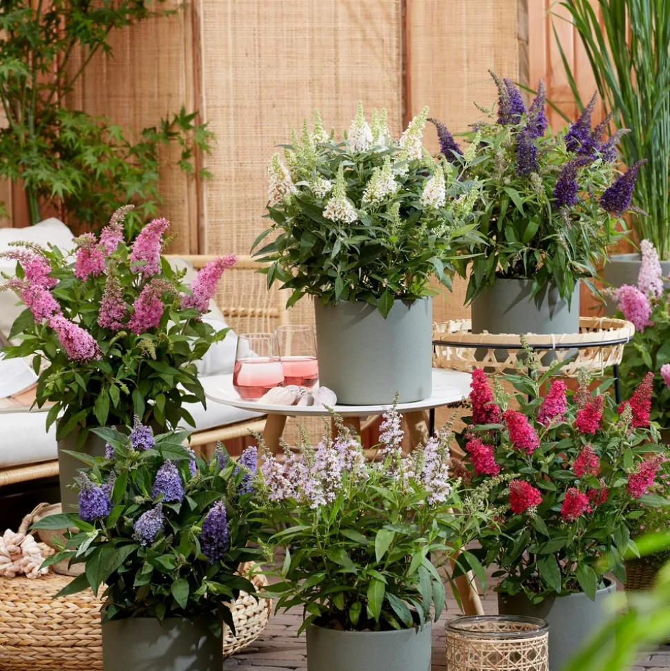 PLANT IN A BOX - Arbre à papillons - set de 2 - buddleja davidii 'candy' - h30-40cm - ⌀19cm