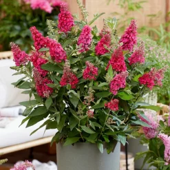 PLANT IN A BOX - Arbre à papillons - set de 2 - buddleja davidii 'candy' - h30-40cm - ⌀19cm