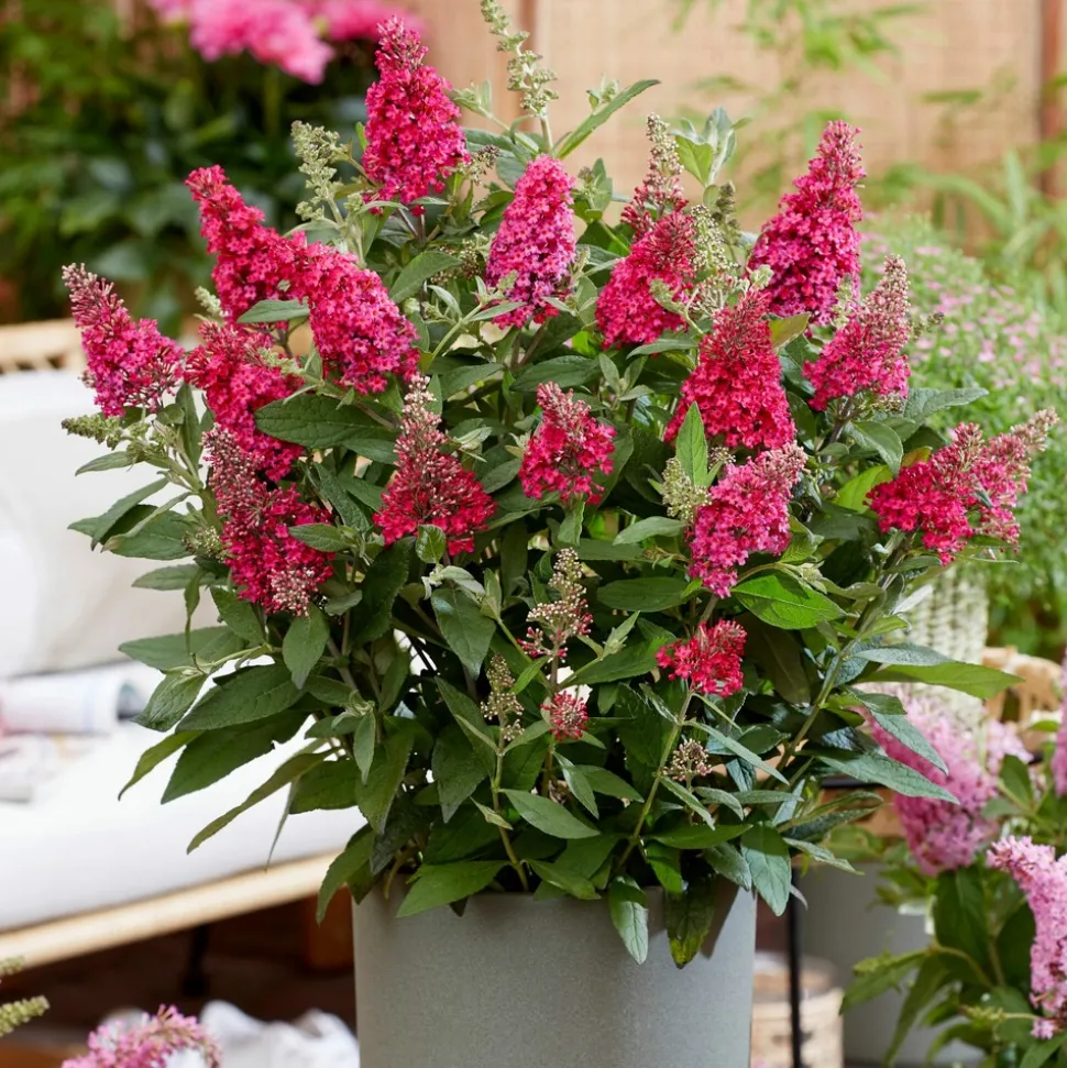 PLANT IN A BOX - Arbre à papillons - set de 2 - buddleja davidii 'candy' - h30-40cm - ⌀19cm