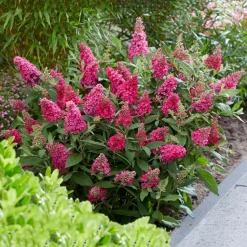 PLANT IN A BOX - Arbre à papillons - set de 2 - buddleja davidii 'candy' - h30-40cm - ⌀19cm