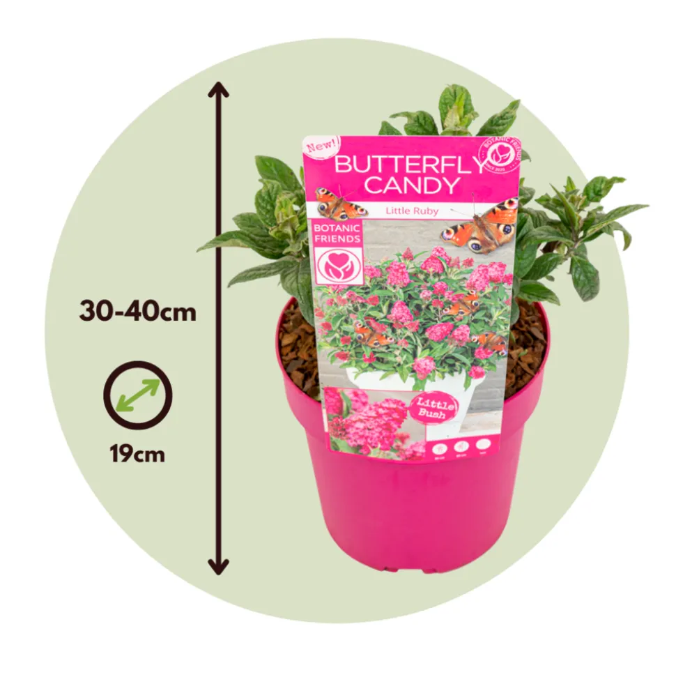 PLANT IN A BOX - Arbre à papillons - set de 2 - buddleja davidii 'candy' - h30-40cm - ⌀19cm