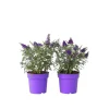 PLANT IN A BOX - Arbre à papillons - set de 2 - buddleja davidii 'candy' - h30-40cm - ⌀19cm
