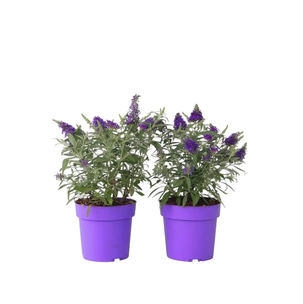 PLANT IN A BOX - Arbre à papillons - set de 2 - buddleja davidii 'candy' - h30-40cm - ⌀19cm