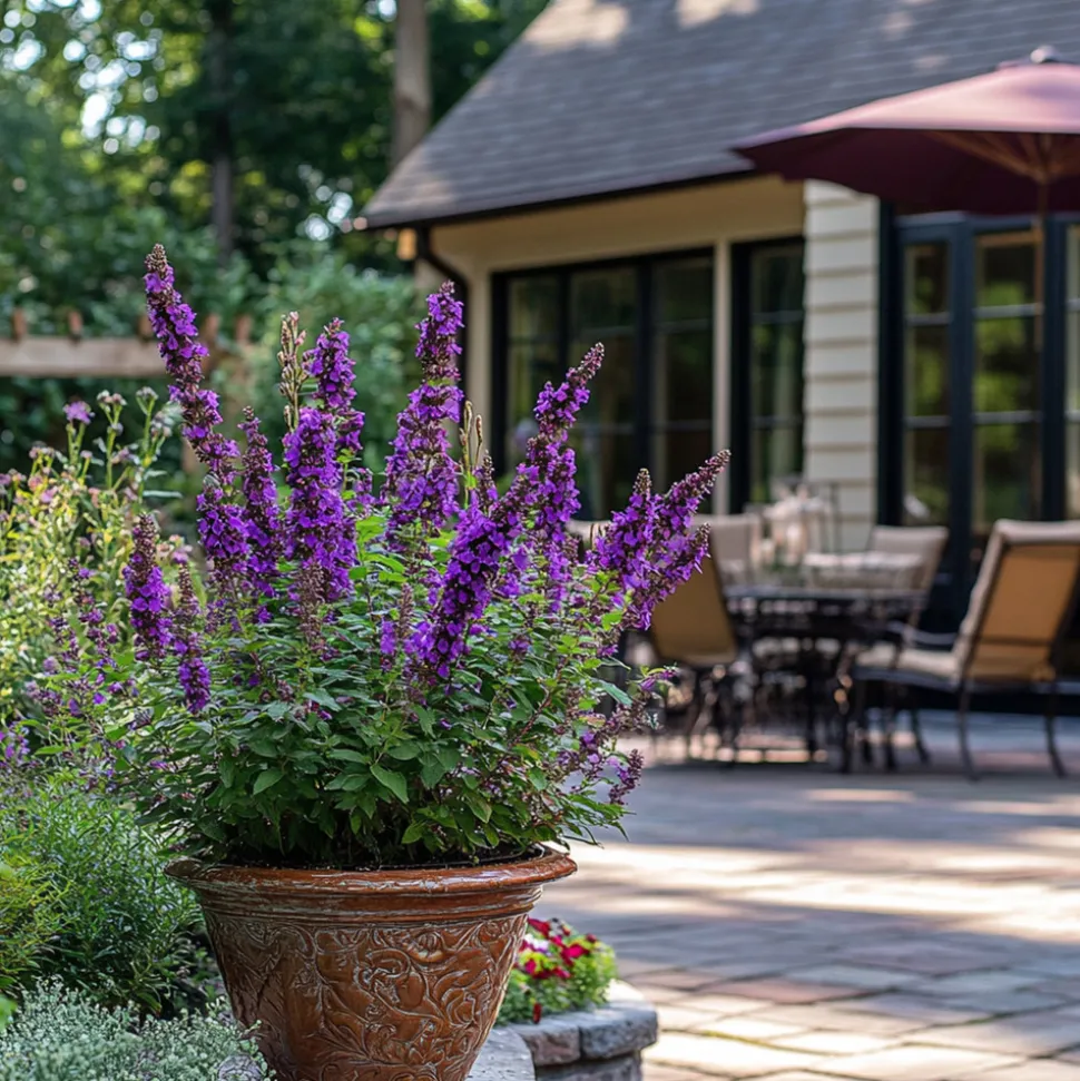 PLANT IN A BOX - Arbre à papillons - set de 2 - buddleja davidii 'candy' - h30-40cm - ⌀19cm