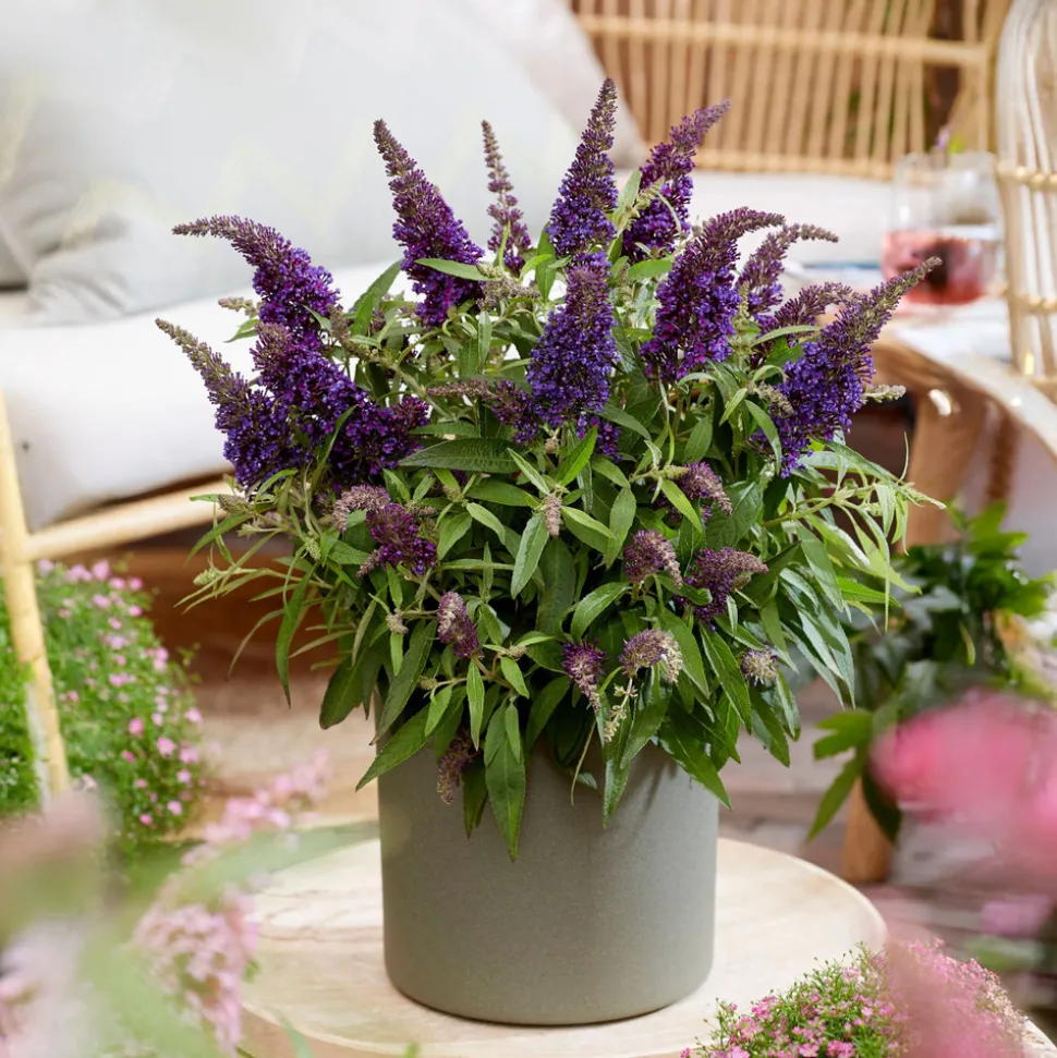 PLANT IN A BOX - Arbre à papillons - set de 2 - buddleja davidii 'candy' - h30-40cm - ⌀19cm