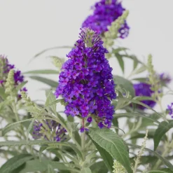PLANT IN A BOX - Arbre à papillons - set de 2 - buddleja davidii 'candy' - h30-40cm - ⌀19cm
