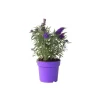 PLANT IN A BOX - Arbre à papillons - buddleja davidii 'candy' - hauteur 30-40cm - ⌀19cm