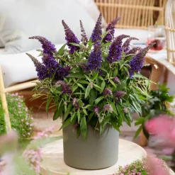 PLANT IN A BOX - Arbre à papillons - buddleja davidii 'candy' - hauteur 30-40cm - ⌀19cm