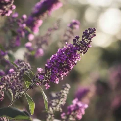 PLANT IN A BOX - Arbre à papillons - buddleja davidii 'candy' - hauteur 30-40cm - ⌀19cm