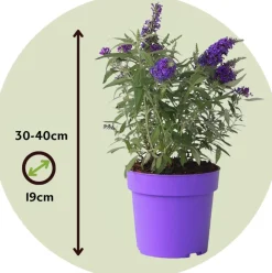 PLANT IN A BOX - Arbre à papillons - buddleja davidii 'candy' - hauteur 30-40cm - ⌀19cm