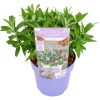 PLANT IN A BOX - Arbre à papillons - buddleja davidii 'candy' - hauteur 30-40cm - ⌀19cm