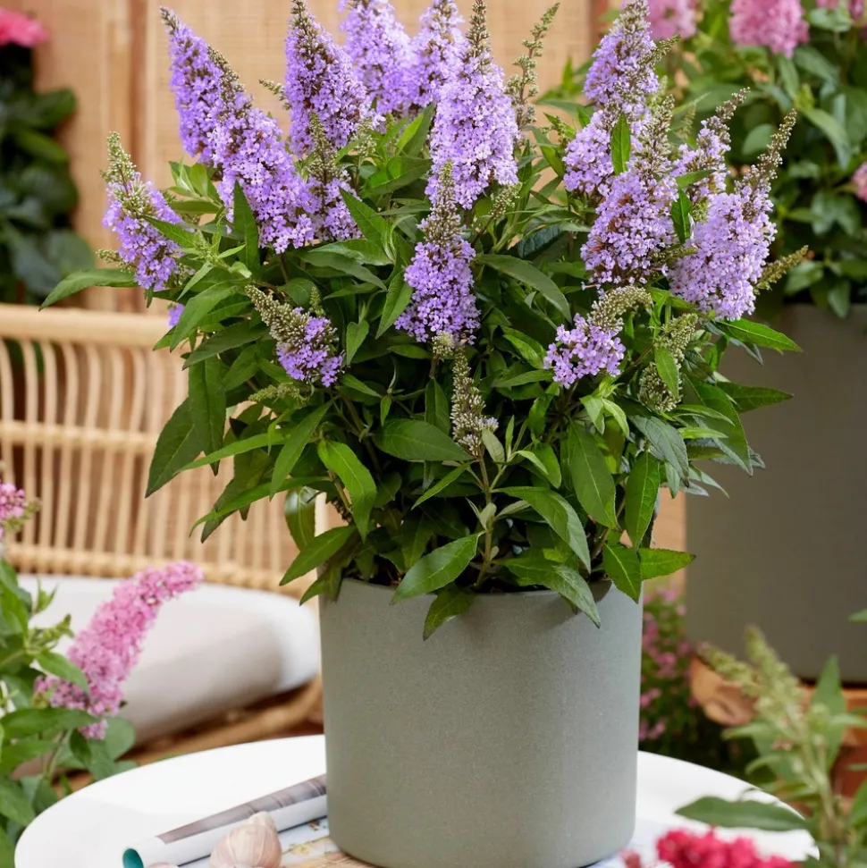 PLANT IN A BOX - Arbre à papillons - buddleja davidii 'candy' - hauteur 30-40cm - ⌀19cm