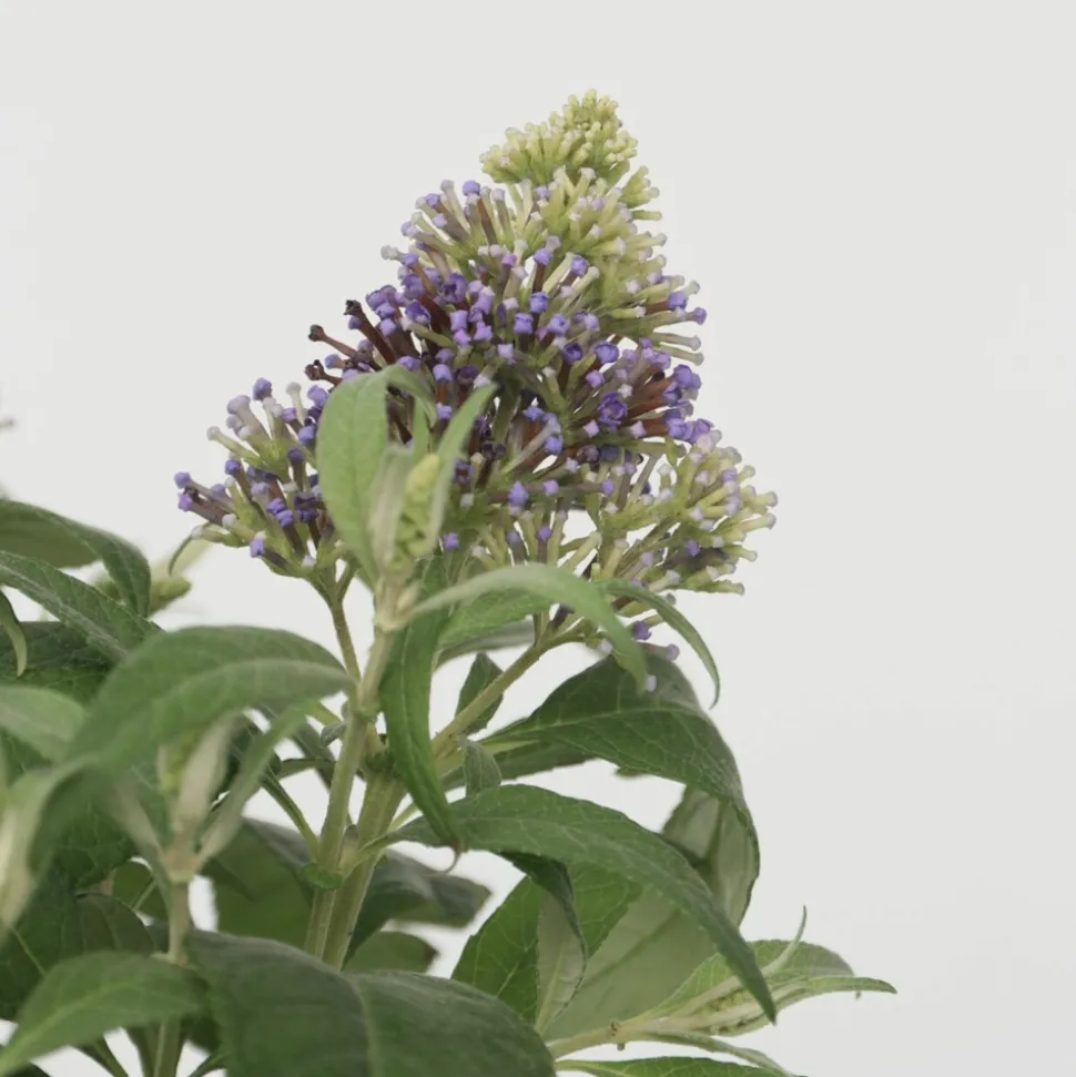 PLANT IN A BOX - Arbre à papillons - buddleja davidii 'candy' - hauteur 30-40cm - ⌀19cm