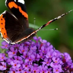 PLANT IN A BOX - Arbre à papillons - buddleja davidii 'candy' - hauteur 30-40cm - ⌀19cm