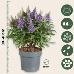 PLANT IN A BOX - Arbre à papillons - buddleja davidii 'candy' - hauteur 30-40cm - ⌀19cm