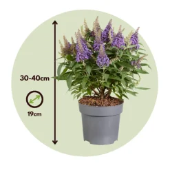 PLANT IN A BOX - Arbre à papillons - buddleja davidii 'candy' - hauteur 30-40cm - ⌀19cm