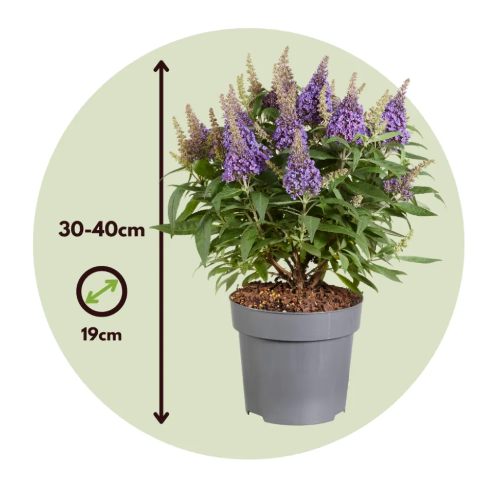 PLANT IN A BOX - Arbre à papillons - buddleja davidii 'candy' - hauteur 30-40cm - ⌀19cm
