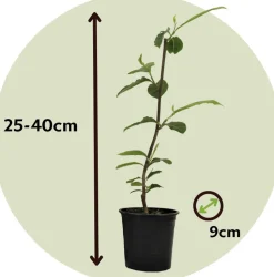 PLANT IN A BOX - Arbre à tulipes - set de 3 - magnolia 'susan' - hauteur 25-40cm - ⌀9cm