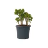 PLANT IN A BOX - Arbre de jade - crassula ovata 'minor' - hauteur 60-65cm - ⌀30cm