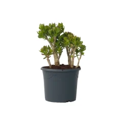 PLANT IN A BOX - Arbre de jade - crassula ovata 'minor' - hauteur 60-65cm - ⌀30cm