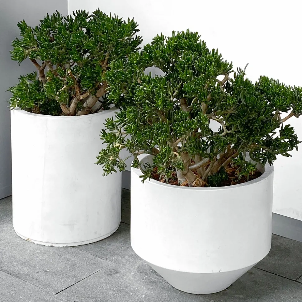 PLANT IN A BOX - Arbre de jade - crassula ovata 'minor' - hauteur 60-65cm - ⌀30cm