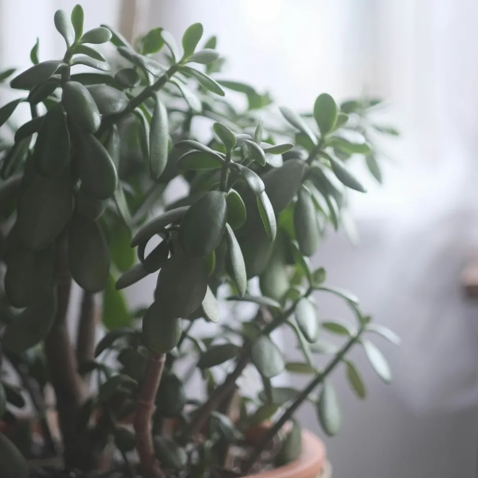 PLANT IN A BOX - Arbre de jade - crassula ovata 'minor' - hauteur 60-65cm - ⌀30cm