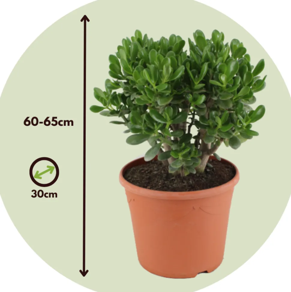 PLANT IN A BOX - Arbre de jade - crassula ovata 'minor' - hauteur 60-65cm - ⌀30cm