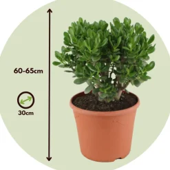 PLANT IN A BOX - Arbre de jade - crassula ovata 'minor' - hauteur 60-65cm - ⌀30cm