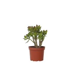 PLANT IN A BOX - Arbre de jade - crassula ovata 'minor' - hauteur 30-35cm - ⌀17cm