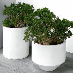 PLANT IN A BOX - Arbre de jade - crassula ovata 'minor' - hauteur 30-35cm - ⌀17cm