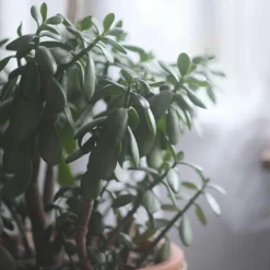 PLANT IN A BOX - Arbre de jade - crassula ovata 'minor' - hauteur 30-35cm - ⌀17cm