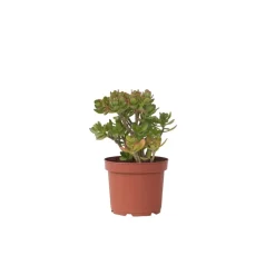 PLANT IN A BOX - Arbre de jade - crassula ovata 'minor' - hauteur 45-50cm - ⌀23cm