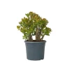 PLANT IN A BOX - Arbre de jade - crassula ovata 'sunset' - hauteur 55-60cm - ⌀30cm