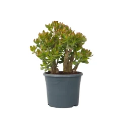 PLANT IN A BOX - Arbre de jade - crassula ovata 'sunset' - hauteur 55-60cm - ⌀30cm