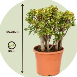 PLANT IN A BOX - Arbre de jade - crassula ovata 'sunset' - hauteur 55-60cm - ⌀30cm