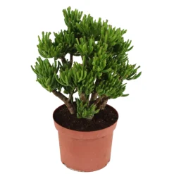 PLANT IN A BOX - Arbre de jade - crassula ovata 'hobbit' - hauteur 45-50cm - ⌀23cm