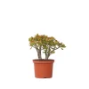PLANT IN A BOX - Arbre de jade - crassula ovata 'sunset' - hauteur 30-35cm - ⌀17cm
