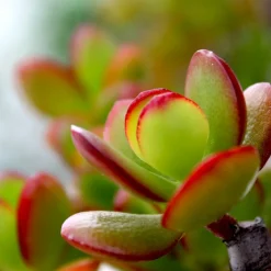 PLANT IN A BOX - Arbre de jade - crassula ovata 'sunset' - hauteur 30-35cm - ⌀17cm