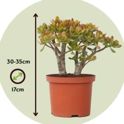 PLANT IN A BOX - Arbre de jade - crassula ovata 'sunset' - hauteur 30-35cm - ⌀17cm